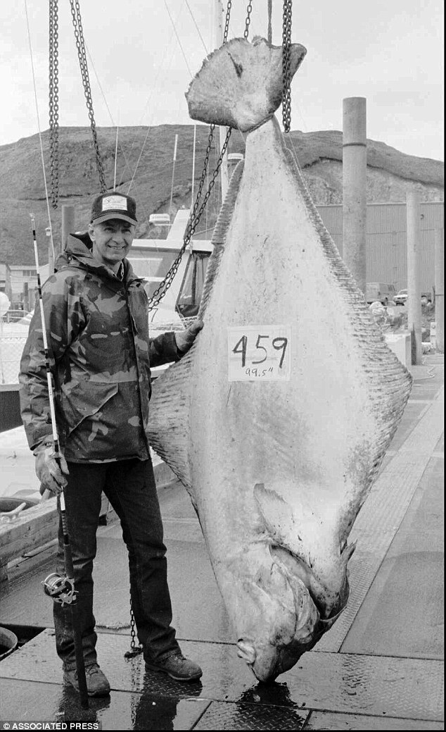 World Record Halibut!